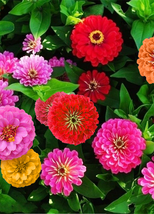 Zinnia State Fair Mix