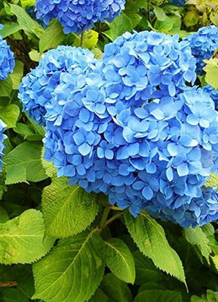 Hydrangea Seed: Unlock Nature's Beauty