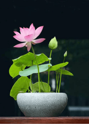 The PREMIUM BONSAI LOTUS FLOWER SEEDS