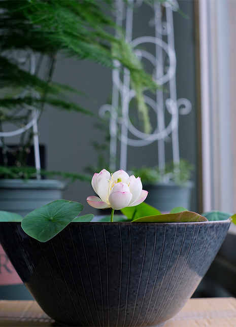 Bowl Lotus: Embracing Zen through Blossoms