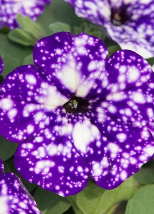 50/100Pcs 'Night Sky' Petunia Seeds