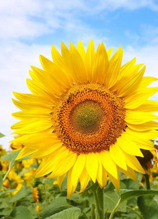 50 Seeds Sweet sunflower seeds