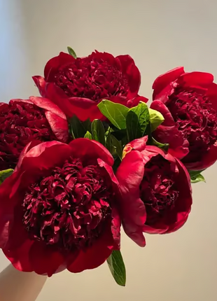 🌺 The Queen of Flowers—Double Petaled Piani