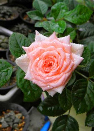 Beautiful Mini Rose Seeds, 100pcs/pack