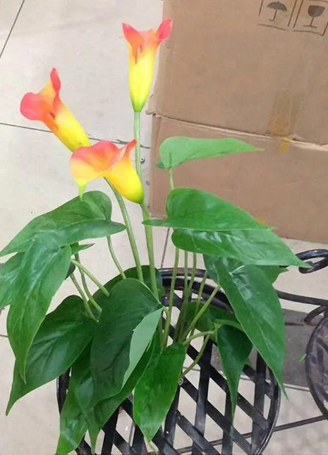 Egrow 50 PCS Calla Lily Seeds Garden Balcony Potted Perennial Flower Seeds Bonsai Ivy Flowers