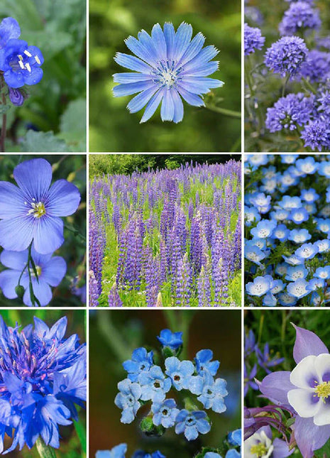 Exclusive Blue Wildflower Seed Mix