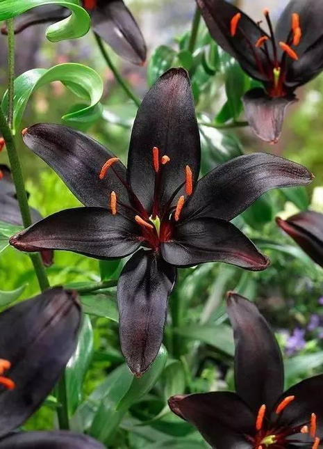 Night Rider Lily Seeds
