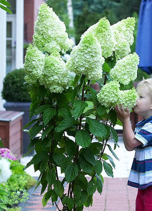 Strawberry Hydrangea Flowers Seeds Mixed Color Plants Home Garden Flower Seeds