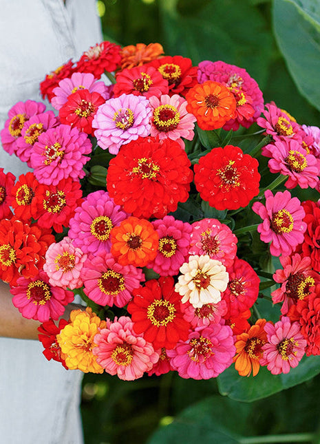 🌺Double Dwarf Zinnia Seeds