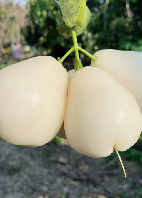 White Jade Lotus Mist Seed🍹