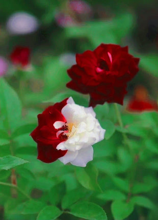 Rare Twin Roses - Seeds