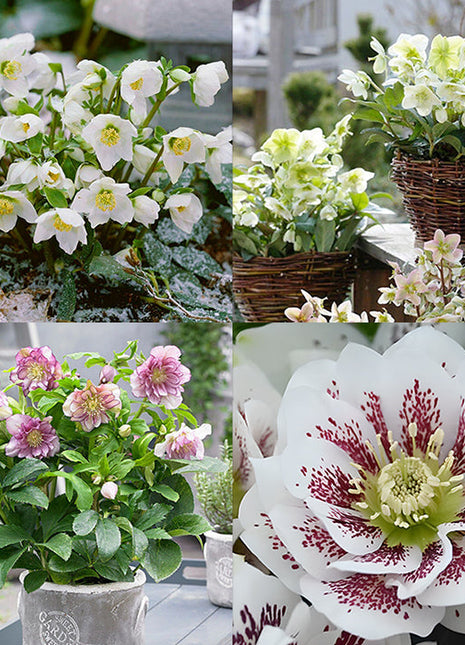 Honeymoon Hellebore, Christmas Rose