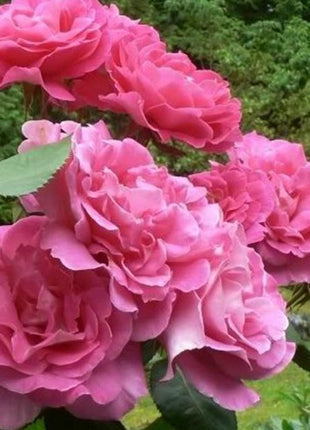Pink Lady Rose Climbing Seeds