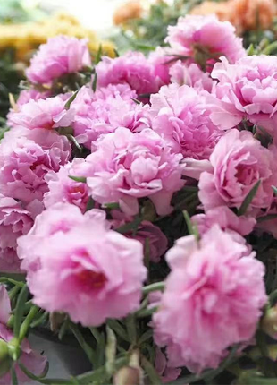 Heavy Petals Pine Leaf Peony