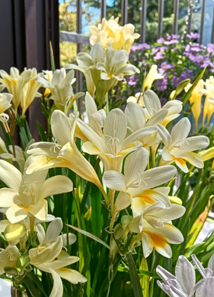 💐Freesia Bulbs