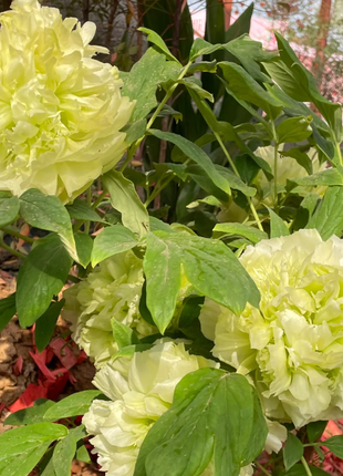 🌺Chinese Peony Flower Seeds—Mixed Color Plants—Home Garden Flower Seeds