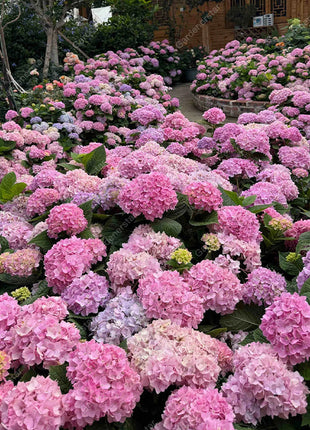 💐Endless Summer Hydrangea Falls