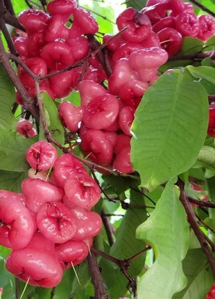 Wax-apple Fruit Seeds🍹