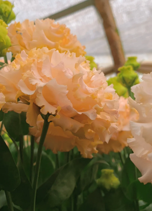 🌺Rose Balloon Flower, Platycodon Grandiflorus - Sincere Love