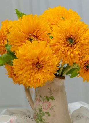 Teddy Bear Sunflower Seeds