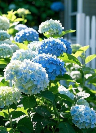 200 pcs Mixed Hydrangea Seeds – Colorful Blooms for Stunning Garden Displays