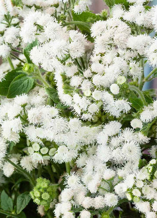 Ageratum Seeds—Heirloom Seed