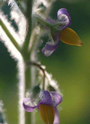Nipple Fruit Seeds ~ Cow's Udder ~ Titty Fruit ~ Apple of Sodom (Solanum mammosum) ~ Nipplefruit Bizarre Fruit in the Solanum Family
