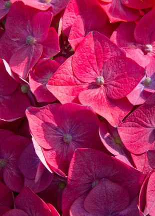 200pcs Red Hydrangea Seeds – Bold & Vibrant Blooms for Garden Borders, Pots & Statement Landscapes