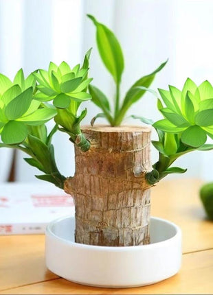 Brazilian Lucky Wood Set – Includes Tree, Tray & Mystery Doll for Fortune & Desktop Décor