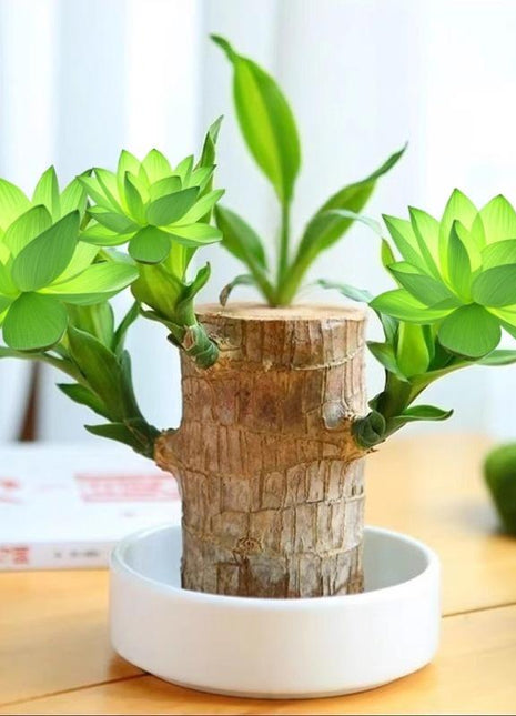 Brazilian Lucky Wood Set – Includes Tree, Tray & Mystery Doll for Fortune & Desktop Décor