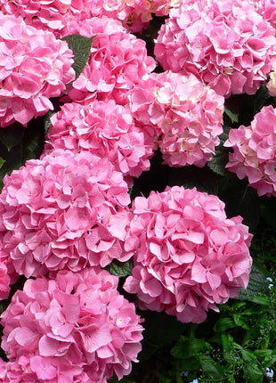 Hydrangea Seed Bonsai Flower Seeds Hydrangea Perennial Garden Home