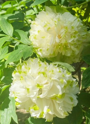 Multicolor Peony Seeds