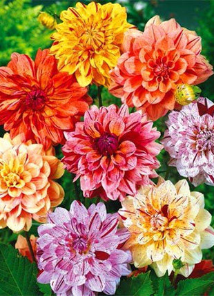 100Pcs Dahlia Bulb Flower Seeds Bonsai Flower