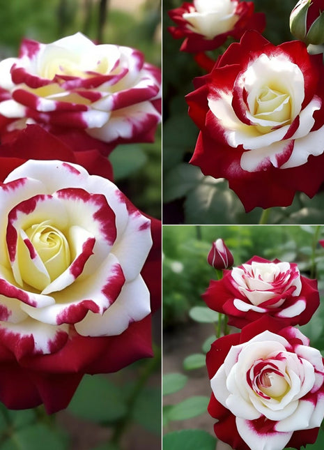 Twin Roses 100 Seeds