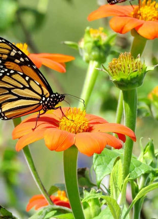 Monarch Butterfly Wildflower Seed Mix