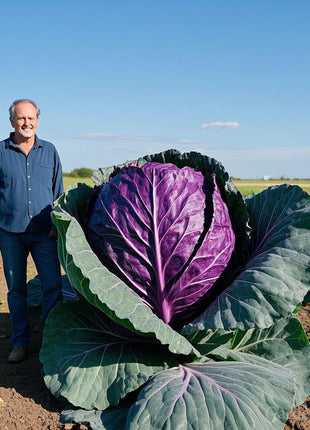 Giant Cabbage Seeds, First Place in Cabbage Contest🥬🥇