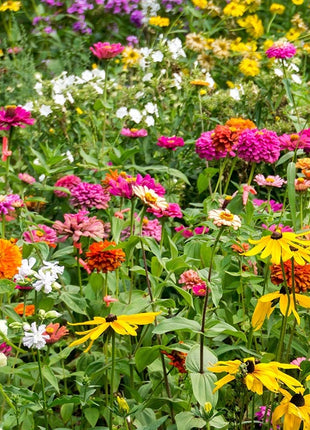 Monarch Butterfly Wildflower Seed Mix