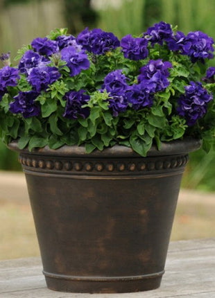 Double Cascade Petunia Duo Blue F1 Seeds - Petunia x hybrida