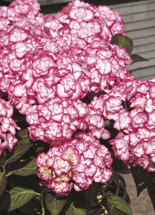 Outdoor hydrangea 'Miss Saori blue' 50 Seeds