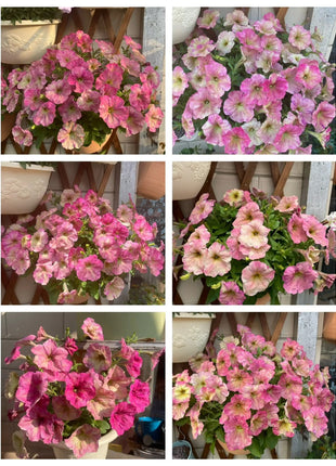 🌸The Latest Petunia Varieties In 2024