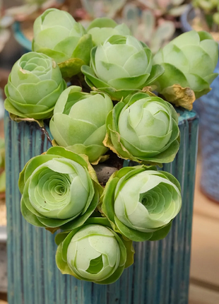 Mountain Rose Succulent Plant
