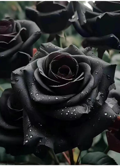 Black Rose Seeds - 100 Exotic Seeds for Home Garden Flower Planting black  rose