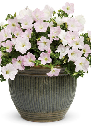 Appleblossom Petunia Seeds