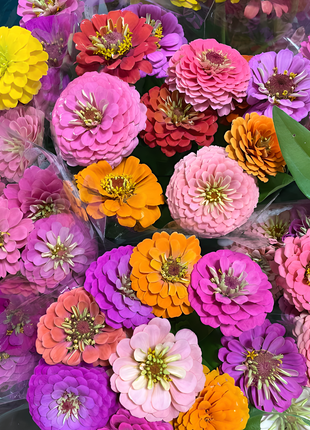 🌺Double Zinnia Mixed Color Seeds