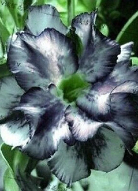 Ink gray desert Rose Seeds