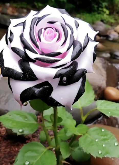 Romantis Rose Seeds