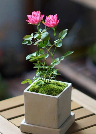 Miniature Rosa Chinensis-Sky Lotus Stars🌺