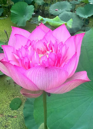 🪷Rare Thousand-petal Lotus