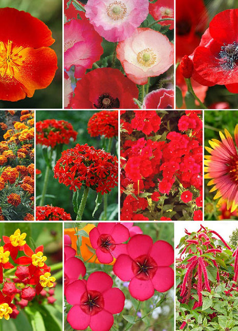 Red Head - Exclusive Red Wildflower Seed Mix