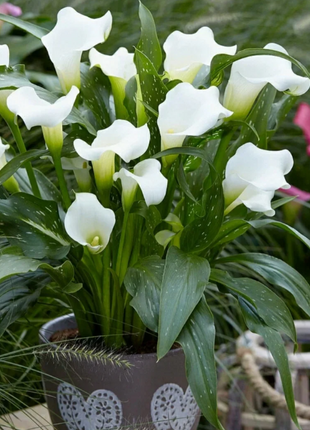 Calla Lily Seeds - Mixed - Beautiful Flowers Planting
